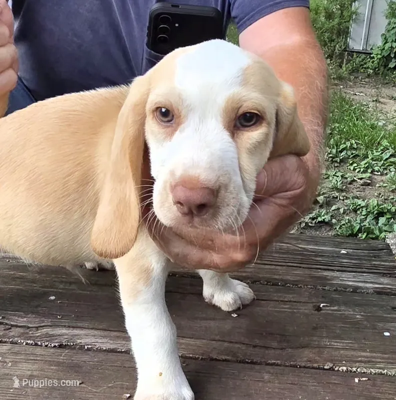 Lemon Male #1 – Beagle puppy for sale in Rosedale, IN