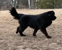Betty, a female Newfoundland for sale in Minnesota, MN – Photo 3 of 3