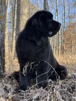 Betty, a female Newfoundland for sale in Minnesota, MN – Photo 2 of 3