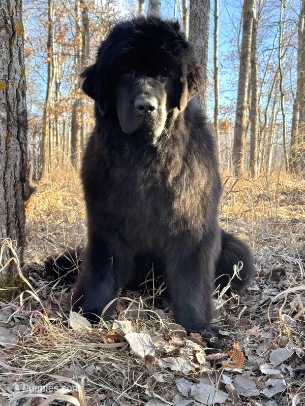 Betty – Newfoundland puppy for sale in Minnesota, MN