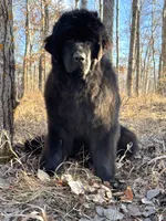 Betty, a female Newfoundland for sale in Minnesota, MN – Photo 1 of 3