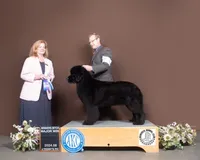 Dolla, a female Newfoundland for sale in Minnesota, MN – Photo 3 of 3