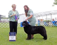 Dolla, a female Newfoundland for sale in Minnesota, MN – Photo 2 of 3