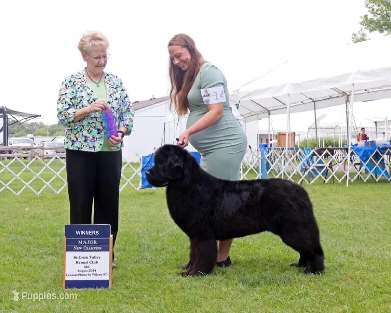 Dolla, a female Newfoundland for sale in Minnesota, MN – Photo 1 of 3