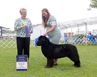 Dolla, a female Newfoundland for sale in Minnesota, MN – Photo 1 of 3