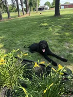 Remy , a male Goldendoodle for sale in Paducah, KY – Photo 2 of 2