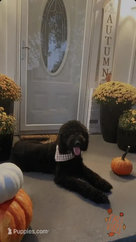 Remy  – Goldendoodle puppy for sale in Paducah, KY