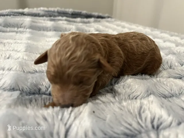 Laika – Miniature Goldendoodle puppy for sale in Beloit, WI