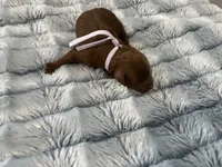 Leia, a female Miniature Goldendoodle for sale in Beloit, WI – 7 of 10