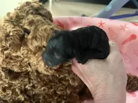 Raven - Reserved Trisha & Jeff, a female Miniature Goldendoodle for sale in Whitewater, WI – 4 of 10