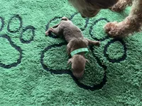 Hunter, a male Miniature Goldendoodle for sale in Whitewater, WI – 3 of 9