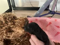 Raven - Reserved Trisha & Jeff, a female Miniature Goldendoodle for sale in Whitewater, WI – 3 of 10