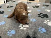 Ginger, a female Miniature Goldendoodle for sale in Beloit, WI – 3 of 7