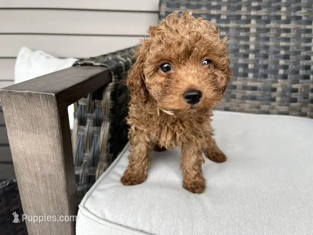 Laika – Miniature Goldendoodle puppy for sale in Beloit, WI