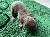 Ginger, a female Miniature Goldendoodle for sale in Whitewater, WI – 6 of 9