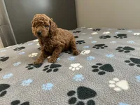 Rocco - Reserved for Francis, a male Miniature Goldendoodle for sale in Beloit, WI – 1 of 7