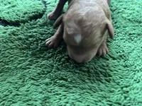 Ginger, a female Miniature Goldendoodle for sale in Whitewater, WI – 9 of 9