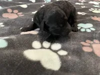 Shadow - Reserved Breianna, a male Miniature Goldendoodle for sale in Whitewater, WI – 1 of 7