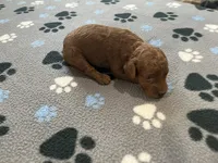 Ruby - Reserved for Evelyn, a female Miniature Goldendoodle for sale in Whitewater, WI – 3 of 10