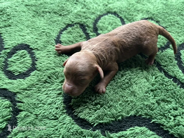 Ruby – Miniature Goldendoodle puppy for sale in Whitewater, WI