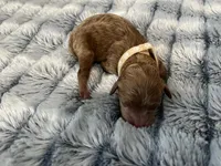 Laika, a female Miniature Goldendoodle for sale in Beloit, WI – 6 of 10
