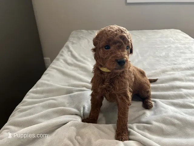 Rocco – Miniature Goldendoodle puppy for sale in Beloit, WI