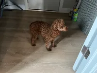 Ares, a male Poodle - Toy  for sale in Beloit, WI – 3 of 3