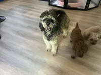 Rocki II, a male Poodle - Standard  for sale in Whitewater, WI – 6 of 6