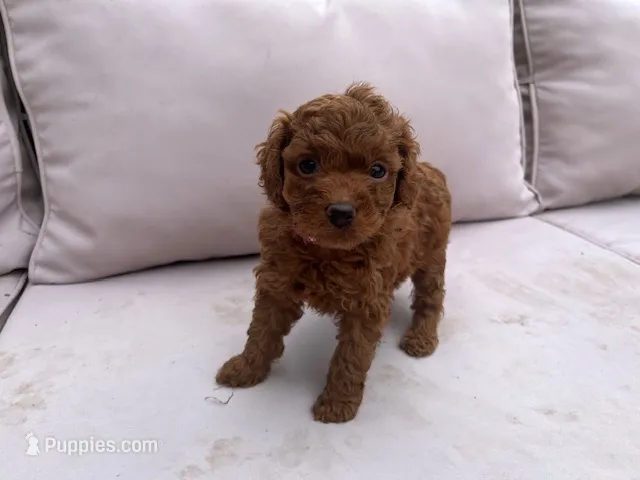 Leia – Miniature Goldendoodle puppy for sale in Beloit, WI