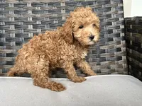 Cosmo, a male Miniature Goldendoodle for sale in Beloit, WI – 5 of 8