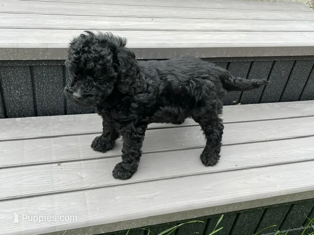 Nova – Miniature Goldendoodle puppy for sale in Beloit, WI