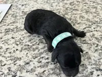 Shadow, a male Miniature Goldendoodle for sale in Whitewater, WI – 7 of 8
