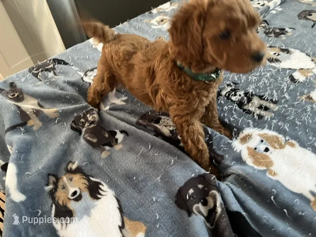 Hunter – Miniature Goldendoodle puppy for sale in Beloit, WI