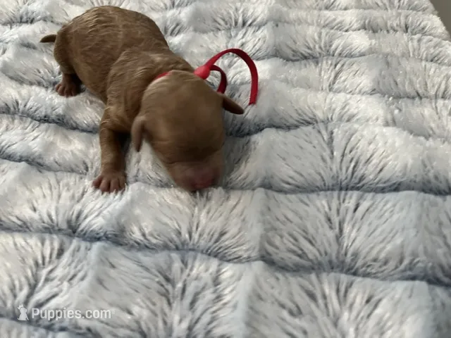 Bell – Miniature Goldendoodle puppy for sale in Beloit, WI