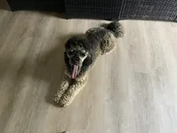 Rocki II, a male Poodle - Standard  for sale in Beloit, WI – 7 of 9