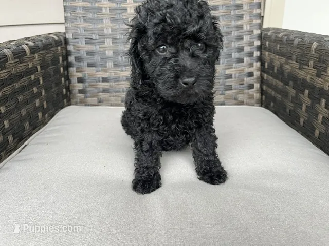 Nova – Miniature Goldendoodle puppy for sale in Beloit, WI