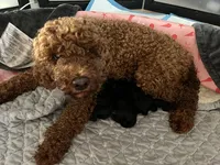 Raven - Reserved Trisha & Jeff, a female Miniature Goldendoodle for sale in Whitewater, WI – 9 of 10