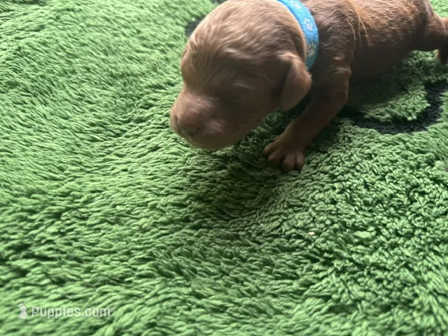 Razz – Miniature Goldendoodle puppy for sale in Whitewater, WI