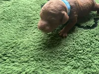Razz, a male Miniature Goldendoodle for sale in Whitewater, WI – 1 of 7