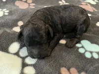 Shadow - Reserved Breianna, a male Miniature Goldendoodle for sale in Whitewater, WI – 3 of 7