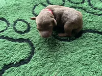 Cayenne, a male Miniature Goldendoodle for sale in Whitewater, WI – 8 of 8