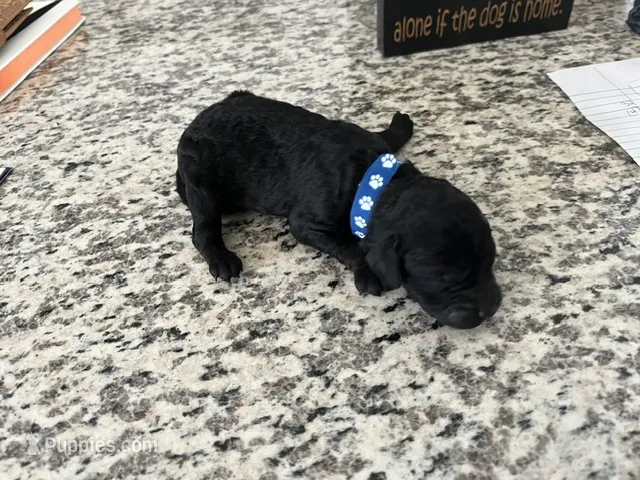 Coal – Miniature Goldendoodle puppy for sale in Whitewater, WI
