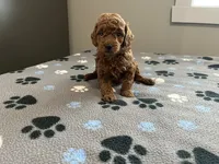 Rocco - Reserved for Francis, a male Miniature Goldendoodle for sale in Beloit, WI – 2 of 7
