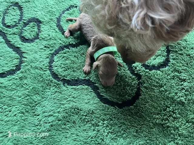 Hunter – Miniature Goldendoodle puppy for sale in Whitewater, WI
