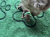 Hunter, a male Miniature Goldendoodle for sale in Whitewater, WI – 1 of 9