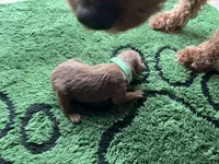 Hunter, a male Miniature Goldendoodle for sale in Whitewater, WI – 8 of 9