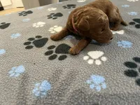 Cayenne - Reserved for Ronnie, a male Miniature Goldendoodle for sale in Whitewater, WI – 4 of 10