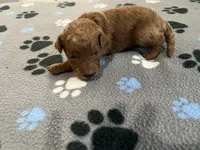 Cayenne - Reserved for Ronnie, a male Miniature Goldendoodle for sale in Whitewater, WI – 1 of 10