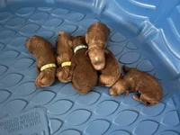 Hunter, a male Miniature Goldendoodle for sale in Beloit, WI – 7 of 8