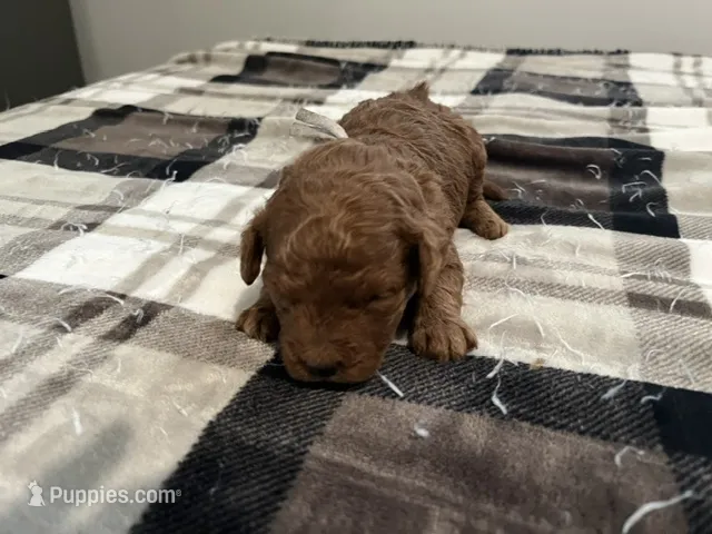 Leia – Miniature Goldendoodle puppy for sale in Beloit, WI